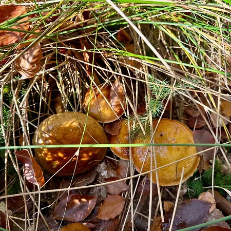 شقة 4summer Gold Perlowa Przystan Parking, 650m Do Plazy, 650m Zum *